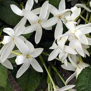 Tajemství domácí plodiny: Gardenia květiny