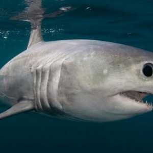 Сельдевая акула: образ жизни, особенности строения, фото