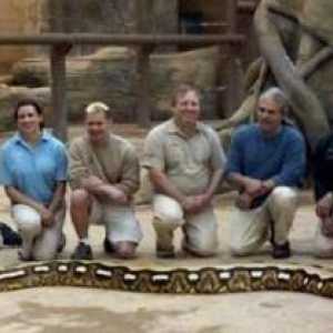 Сетчатый питон - самая большая змея в мире