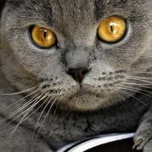Chartreuse - nenáročný a klidná kočka