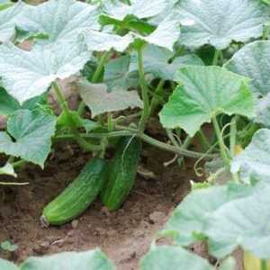 Schéma výsadby okurky ve sklenících, ve skleníku v půdě a na mřížoví. Jak pěstovat okurky?