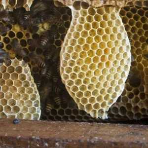 Velkorysý dar přírody - med na hřeben. Užitečný produkt je včela?