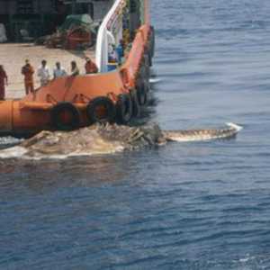 Шокирующие новости: труп динозавра всплыл в Персидском заливе