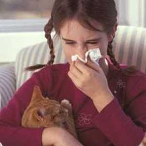 Příznakem alergie na kočky a jak se ho zbavit