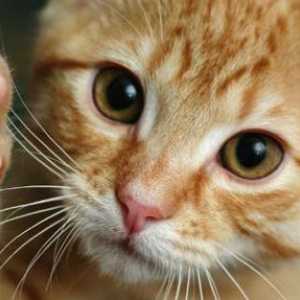 Kolik kočky mají drápy na svých tlapkách?