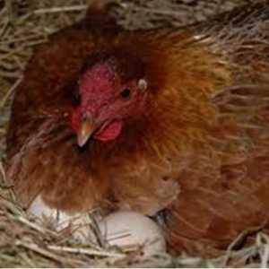 Kolik kuře sedící na vejce a drůbež zemědělců, co má dělat, když zádumčivý sedí na vejcích?
