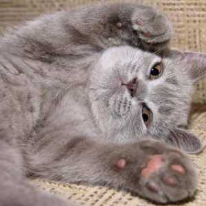 Kolik koček prsty jsou normální a kdo jsou kočky polydactyl