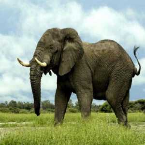 Сколько весит слон? Почти столько, сколько 4 носорога или 18 зебр
