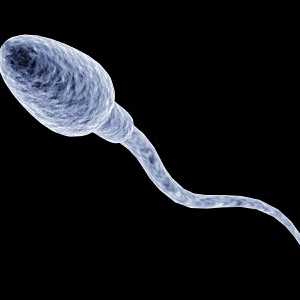Kolik živé spermie, a kolik se uvolňují během ejakulace