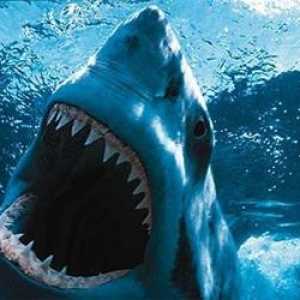 Сколько зубов у акулы? Подсчету не поддаются