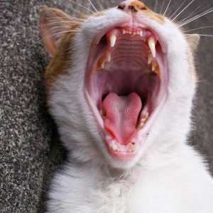Сколько зубов у кошки, как их чистить