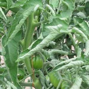 Скручивание листьев у томата: основные причины