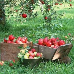 „Sláva vítězům“ - odrůd jablek. Popis a charakteristiky těchto odrůd