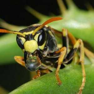 Смертоносный японский шершень - насекомое, вселяющее ужас