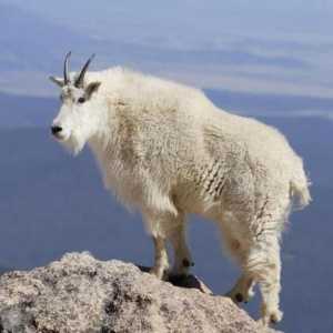 Снежная коза: описание, ареал обитания, интересные факты