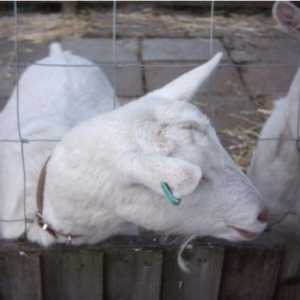 Содержание коз в домашних условиях и разведение