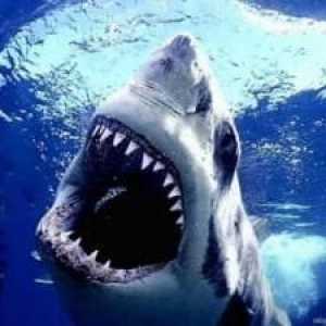 Výklad snu Shark - nejhorší nepřítel člověka!