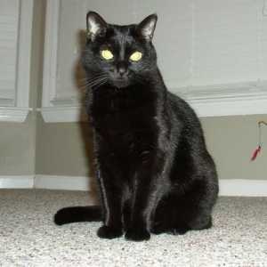 Výklad snu: sen o tom, co černá kočka