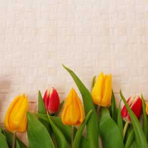 Výklad snu: tulipán. Proč sní o červeného tulipánu?