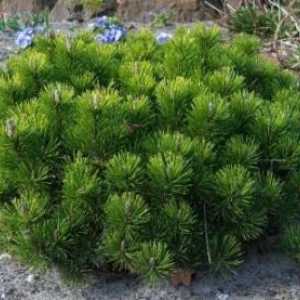 Mountain borovice pumilio: výsadby a péče, zejména rostoucí