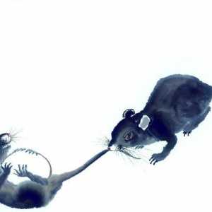 Kompatibilita samci potkanů ​​a samiček krys. perspektiva odborů