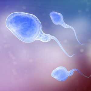 Sperma pro Kruger: normu, dekódování