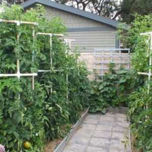 Способы подвязки помидоров при выращивании в открытом грунте