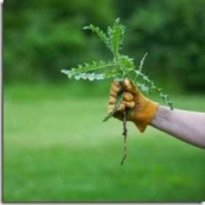 Средство "лазурит" от сорняков – спасение картофеля