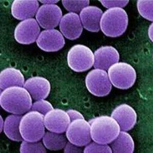 Staphylococcus aureus u dětí: jeho nebezpečí, jak se ho zbavit
