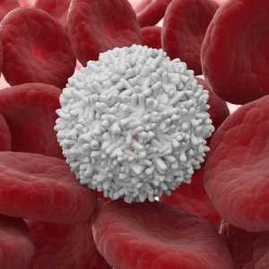 Struktura lidských leukocytů. Vlastnosti struktury bílých krvinek