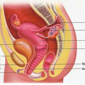 Struktura ženský reprodukční systém: anatomie, fyziologie