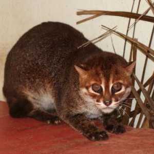 Суматранская кошка: описание вида