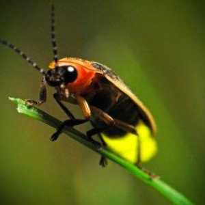 Светлячок - насекомое, украшающее ночь