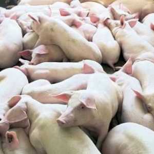 Свиноводство как бизнес. Выращивание свиней: технологии, отзывы