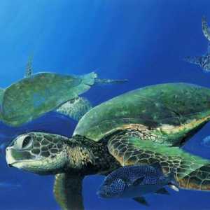 Такие забавные морские черепахи