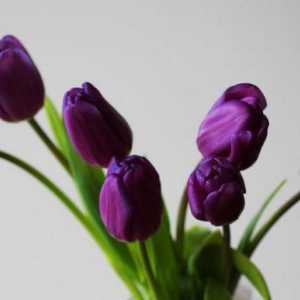 Tulipány fialová - to znamená? Kytice z fialové tulipány jako symbol věrnosti