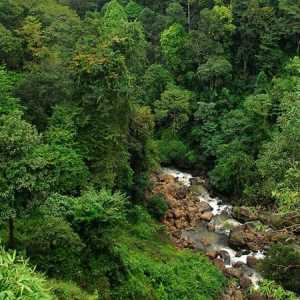 Тропический лес индии: особенности животного и растительного мира