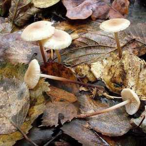 Удивительный гриб чесночник