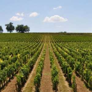 Уход за виноградом весной и летом: основные рекомендации