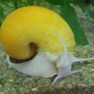 Snail ampulyarii - exotické zvířátko