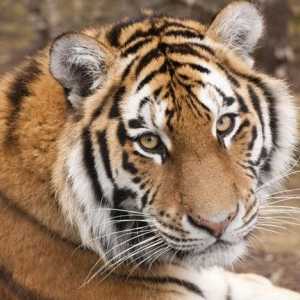 Уссурийский тигр – северный красавец