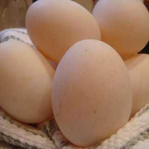Kachní vejce: přínosy a škody. Má jíst kachní vejce?