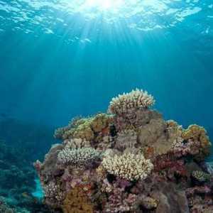 Увлекательный подводный мир океанов