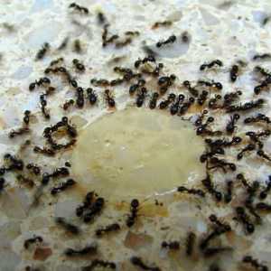 Přečtěte si, jak se zbavit domu červených mravenců