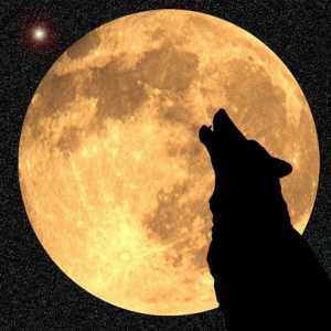 Узнайте, почему волки воют на луну на самом деле