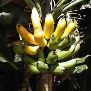 Jaké jsou výhody banánů na tělo
