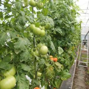 Jaká je péče o rajčata ve skleníku?