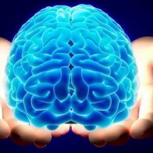 Při hledání odpovědi: Jakou váhu má lidský mozek?