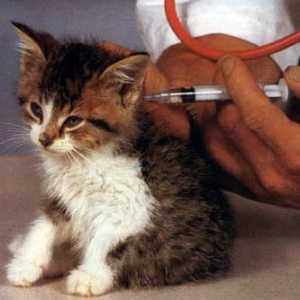 Cat Očkování v souladu s pravidly