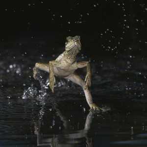 Василиск: ящерица, которая ходит по воде